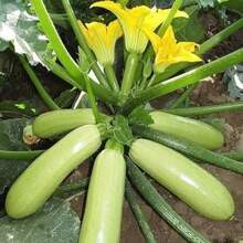 30 Zucchini Fast Growing Summer Squash For Home Garden Planting High Yielding Light Green Cylindrical Fruits Ideal For Stir Fries Grilling - 預設 - 查看 1