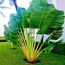 20 piezas de planta de flor de pico de pájaro (Ravenala Madagascariensis), decoración de jardín para plantar flores, plantas, frutas y verduras, adecuada para entusiastas de las plantas como regalo de la naturaleza. - 20 unidades/semillas - Ver 7