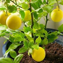 50 Meyer Dwarf Lemon – Árbol fragante de hoja perenne, de bajo mantenimiento, para macetas, patios o como planta frutal de jardín. - 50 semillas - Ver 10