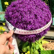 Allium Giganteum, Cebolla Ornamental Resistente a Conejos y Ciervos, Tolerante a la Sequía, Flor Perenne - 300 - Ver 1