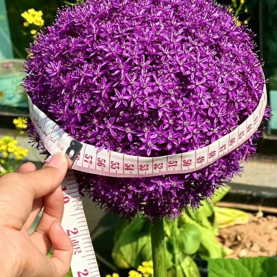 Allium Giganteum, Cebolla Ornamental Resistente a Conejos y Ciervos, Tolerante a la Sequía, Flor Perenne - 300 - Ver 1