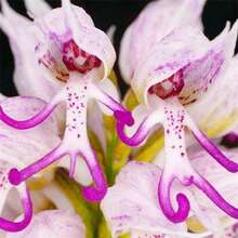 Orquídea, Decoración de Jardín para Plantar, Flores, Plantas, Frutas y Verduras para Exteriores, para Amantes de las Plantas como Regalo de la Naturaleza - 50 unidades/semilla - Ver 7