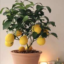 50 Meyer Dwarf Lemon – Árbol fragante de hoja perenne, de bajo mantenimiento, para macetas, patios o como planta frutal de jardín. - 50 semillas - Ver 9