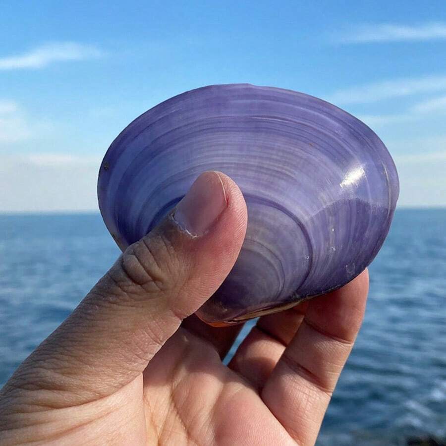 天然超大海螺壳、紫色蛤蜊壳、鱼缸、珊瑚景观、海洋生物标本,可作为礼物送给孩子和同学,用于家居装饰、家居摆件、水族箱摆件、家居用品、家居装饰。 - 1PC - 查看 1
