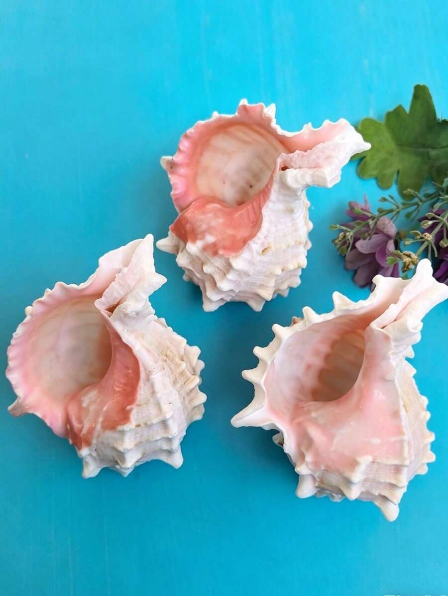 1个天然海螺壳,由蜗牛材料制成,高山贝壳,适用于水族箱造景、水族箱装饰,也适用于家居装饰、卧室装饰、海洋主题装饰、优雅海洋系列、节日装饰,可用作螃蟹壳栖息地、花盆和收藏礼品。 - 多色 - 查看 1