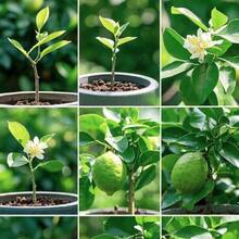50 Meyer Dwarf Lemon – Árbol fragante de hoja perenne, de bajo mantenimiento, para macetas, patios o como planta frutal de jardín. - 50 semillas - Ver 8