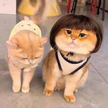 奇葩爆款宠物刘海假发 - 可调节可爱角色扮演假发头套，适用于猫狗，趣味新奇宠物服装假发 - 彩色 - 查看 5