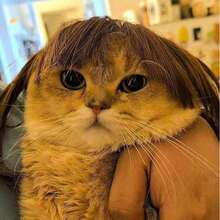 1件宠物猫假发狗假发宠物用品万圣节宠物配件卷发直发猫假发 - 彩色 - 查看 2