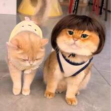 1件宠物猫假发狗假发宠物用品万圣节宠物配件卷发直发猫假发 - 彩色 - 查看 1