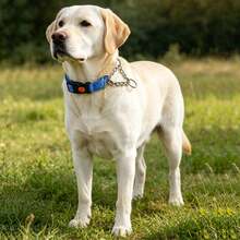 Martingale Dog Collar With Stainless Steel Chain And Reflective Nylon, Adjustable No Pull Training Collar, For Small Medium, And Large Dogs - Blue - View 5