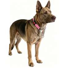 Martingale Dog Collar With Stainless Steel Chain And Reflective Nylon, Adjustable No Pull Training Collar, For Small Medium, And Large Dogs - Hot Pink - View 8