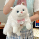 Ragdoll Cat White and Blue Bow Bib