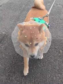 Bozal de malla transpirable para perros, adecuado para perros pequeños y medianos, cubierta antimordedurasantilamido para pasear - Multicolor - Ver 8