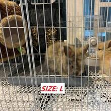 1 件 PP 材质双层方形宠物猫砂盆，带排水孔，可拆卸清洗，适用于兔子、豚鼠等小型宠物，四季皆宜 - 彩色 - 查看 19