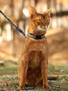 Bộ dây dắt chó và mèo màu đen để bảo vệ cả hai tay, bộ dây dắt và vòng cổ hai mảnh cho thú cưng, đồ dùng cho mèo, vòng cổ mèo, phụ kiện mèo, vòng cổ, xích chó, xích mèo, dây đai và xích chó cho mèo, phụ kiện chó, vòng cổ chó cái, vòng cổ chó cái, dây đai và dây an toàn cho chó, bộ dây an toàn và dây đai cho chó, quần áo cho chó - màu đen - Xem 5