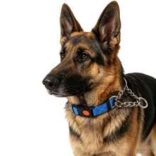 Martingale Dog Collar With Stainless Steel Chain And Reflective Nylon, Adjustable No Pull Training Collar, For Small Medium, And Large Dogs - Blue - View 7