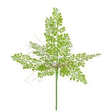 Cây dương xỉ Boston nhân tạo - Bộ 2 cây dương xỉ nhân tạo cỡ lớn dùng ngoài trời, cây giả, thích hợp trang trí văn phòng và phòng khách. - Nhiều màu - Xem 14