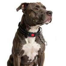 马丁格尔犬项圈，配有不锈钢链和反光尼龙绳，可调节防拉扯训练项圈，适用于小型、中型和大型犬。 - 黑色 - 查看 7