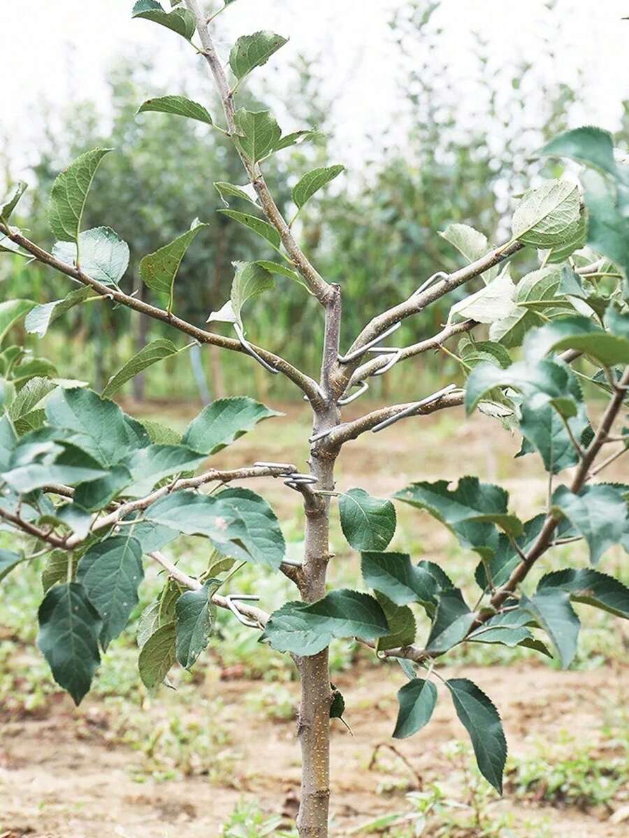 10 cái, Dụng cụ ép cành riêng biệt, dụng cụ chỉnh góc cành, dụng cụ kéo cành, dụng cụ làm vườn, nông nghiệp, cây ăn quả, cây họ cam quýt, cây lựu. - Một kích cỡ phù hợp cho tất cả - Xem 1