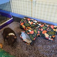 Guinea Pig Tunnel 3 Way Washable Hideout Foldable Rabbit Tunnel Guinea Pig Toys For Bunny Hamster Ferret Guinea Pig Accessories - View 8