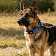 Martingale Dog Collar With Stainless Steel Chain And Reflective Nylon, Adjustable No Pull Training Collar, For Small Medium, And Large Dogs - Blue - View 6