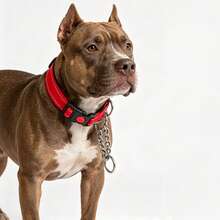 Collar de perro Martingale con cadena de acero inoxidable y nailon reflectante, collar de entrenamiento ajustable sin tirones, para perros pequeños, medianos y grandes - Rojo - Ver 6