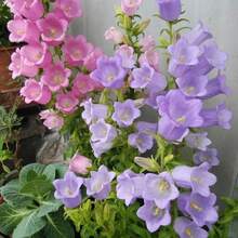Campanula 1000Mix Atrae a los Polinizadores, Planta Perenne de Floración Impresionante y Fácil de Cultivar - 1000 - Ver 4