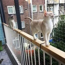 超大号猫咪安全网 - 重型防坠落窗户、阳台、庭院网 - 覆盖范围大，易于室内/室外安装 - 适合多猫家庭 - 黑色网格、宠物安全网、庭院边界设置 - 彩色 - 查看 1