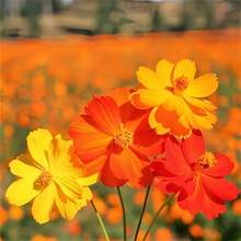 Sementes de flores - Ver 7