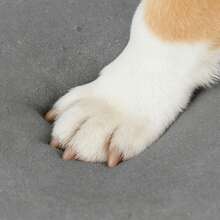 宠物楼梯 狗狗梯 小型犬攀爬楼梯 可拆卸可清洗泡沫狗狗踏板 沙发床边防滑宠物梯 - 灰色 - 查看 3