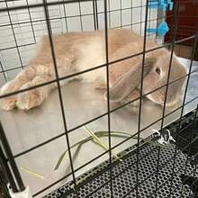 1 tấm tản nhiệt mùa hè cho chuột hamster, thỏ, chuột lang, tấm nhôm làm mát. - Bạc - Xem 6