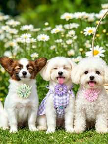4 pezzi Collare regolabile per animali domestici con motivo floreale minimalista e colori attenuati, comodo ed elegante, adatto per Teddy, Pomerania, Yorkshire Terrier, per matrimoni/compleanni, stili misti - Multicolore - Visualizzare 3
