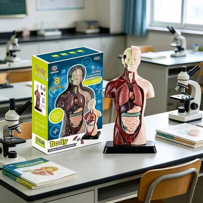 Human Organ Educational Model, Medical Organ Model, Medical Decor, Christmas Gift, Medical Model, Home Decor