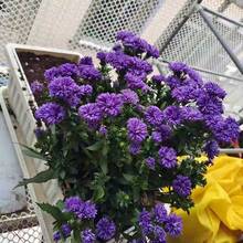 1个加厚塑料花盆，抗紫外线。长方形塑料花盆带托盘，适用于蔬菜和花卉种植，加大加厚设计，适合蔬菜种植，草莓专用种植箱，也适合阳台蔬菜种植。 - 隨機款式 - 查看 3