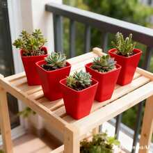 Kit Of 100 Square Plastic Cups, 250 Ml, Multipurpose, For Bathroom, Office, Party And Decoration. - 紅色 - 查看 3