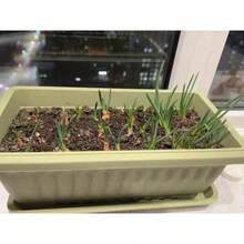 1个加厚塑料花盆，抗紫外线。长方形塑料花盆带托盘，适用于蔬菜和花卉种植，加大加厚设计，适合蔬菜种植，草莓专用种植箱，也适合阳台蔬菜种植。 - 隨機款式 - 查看 5