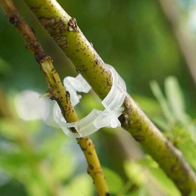 Bộ 50/100 kẹp cố định cây trồng, thích hợp cho giàn leo rau và hoa trong vườn nhà, làm từ chất liệu nhựa PP | Thiết kế đơn giản | Có thể tái sử dụng | Dùng để đỡ cà tím, cà chua, ớt, nho, dưa chuột và các loại rau khác.