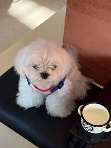 1件装涤纶宠物狗牵引绳，适用于小型犬，可调节透气柔软背心式狗胸背带牵引绳套装，方便遛狗 - 米色 - 查看 4
