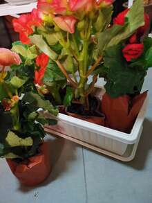 Rectangular Plastic Planter Pots With Trays For Indoor Vegetable & Flower Cultivation, Increased Size And Thickness For Vegetable Planting, Special Planting Boxes, Suitable For Strawberry Planting, Balcony Vegetable Gardening - Random Styles - View 3