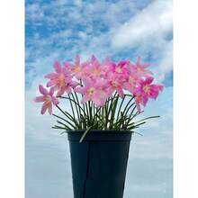 Semillas de Gloriola, Ideales para Balcones y Jardines, Plantas en Maceta Resistentes al Frío y al Calor - 100 piezas/semillas - Ver 5