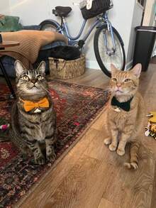 1pc Best-Selling Cat Collar Bell With Ribbon Knot - Suitable For Cats And Small Dogs. Universal Orange And Peacock Blue Color Cute Decorative Cat Necklace - Multicolor - View 6
