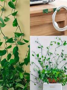 50个藤蔓植物墙夹，经久耐用，安装简便，粘性强，适用于园艺或电缆管理 - 均碼 - 查看 4