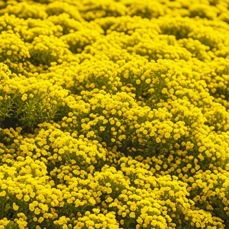 2000 Semillas de Tomillo Perenneágico para Plantar - Thymus Serpyllum Heirloom, Plantas Cubiertoras de Suelo Fáciles de Plantar - 2000 - Ver 1