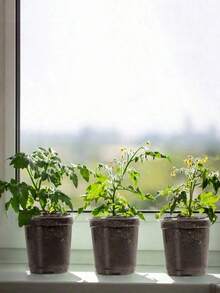 1/6/12/30pcs Seedling Trays With Adjustable Humidity Lid - Multicolor - View 5
