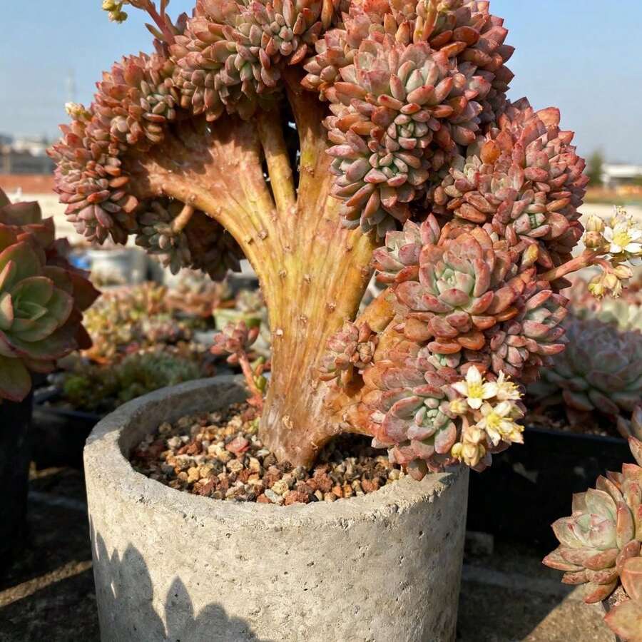 191 plantas suculentas en macetas, maceteros para el alféizar de la ventana, detalles de jardín, plantación en zonas de transición de paisaje interior/exterior, formas robustas, hojas gruesas, formas únicas, cultivo universal en macetas, colores vibrantes, adecuadas para diversos espacios, aplicables a la jardinería y la decoración. - 191 - Ver 1