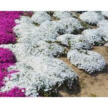 THYME S de colores mixtos, se pueden colocar en jardines rocallosos y patios, y también se pueden usar como materiales para arreglos florales. - SEMILLAS DE TOMILLO 3000-6 - Ver 5