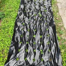 1片农业黑色地膜，蔬菜植物覆盖膜，温室隔热控温塑料薄膜，预打孔（37.4英寸 x 5.91英寸），花园支架，花园，园艺用品 - 多色 - 查看 3