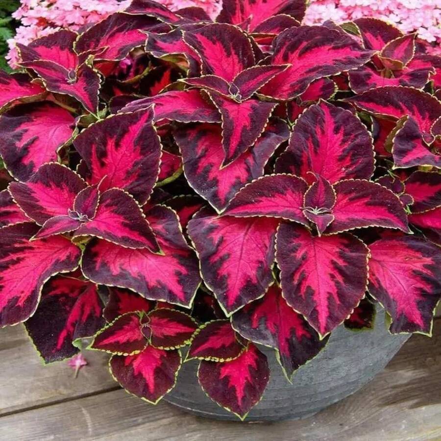 Hierba cortavientos roja, una flor decorativa para jardines, plantas vivas para plantar, la elección de los cultivadores de frutas y verduras, adecuada como regalo natural para los entusiastas de las plantas. - 200 - Ver 1