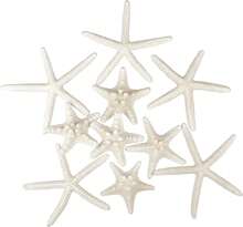Jangostor 12 PCS Starfish 2-6 Inch Mixed Starfish Natural Seashells Starfish Star Fish Shells Decorations Perfect For Wedding Decor Beach Theme Party, Home Decorations, DIY Crafts, Fish Tank - White - View 1