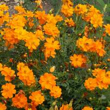 Sementes de flores - Ver 6